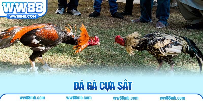 Đá gà cựa sắt